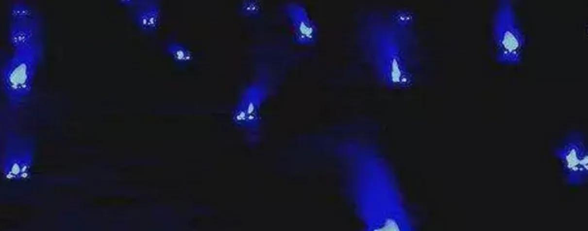 为什么现在看不到鬼火电动车,现在为啥没有鬼火了