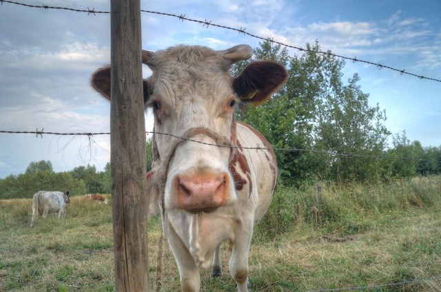 牛价行情低迷养殖户如何保证收益,牛价暴跌养牛人该何去何从