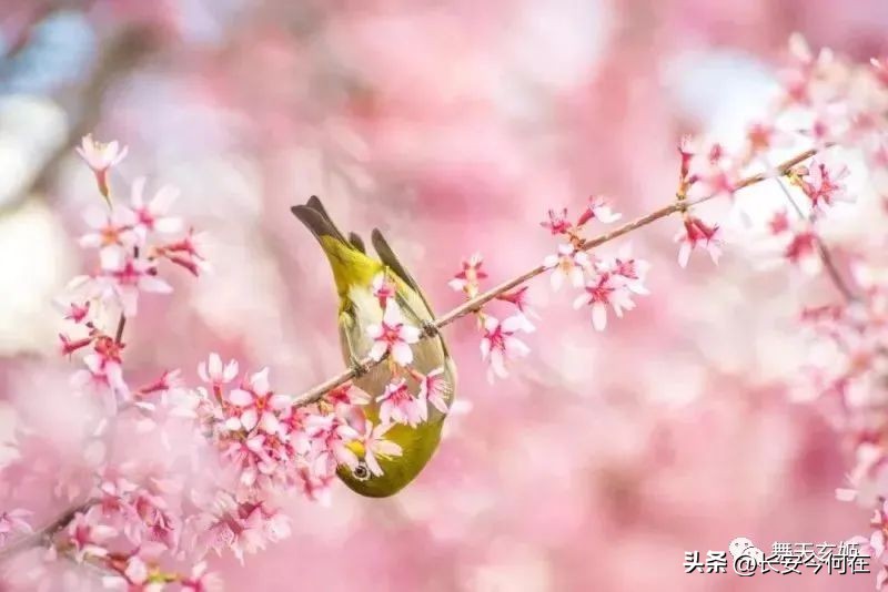 中医理论之天人合一,中医天人一体观