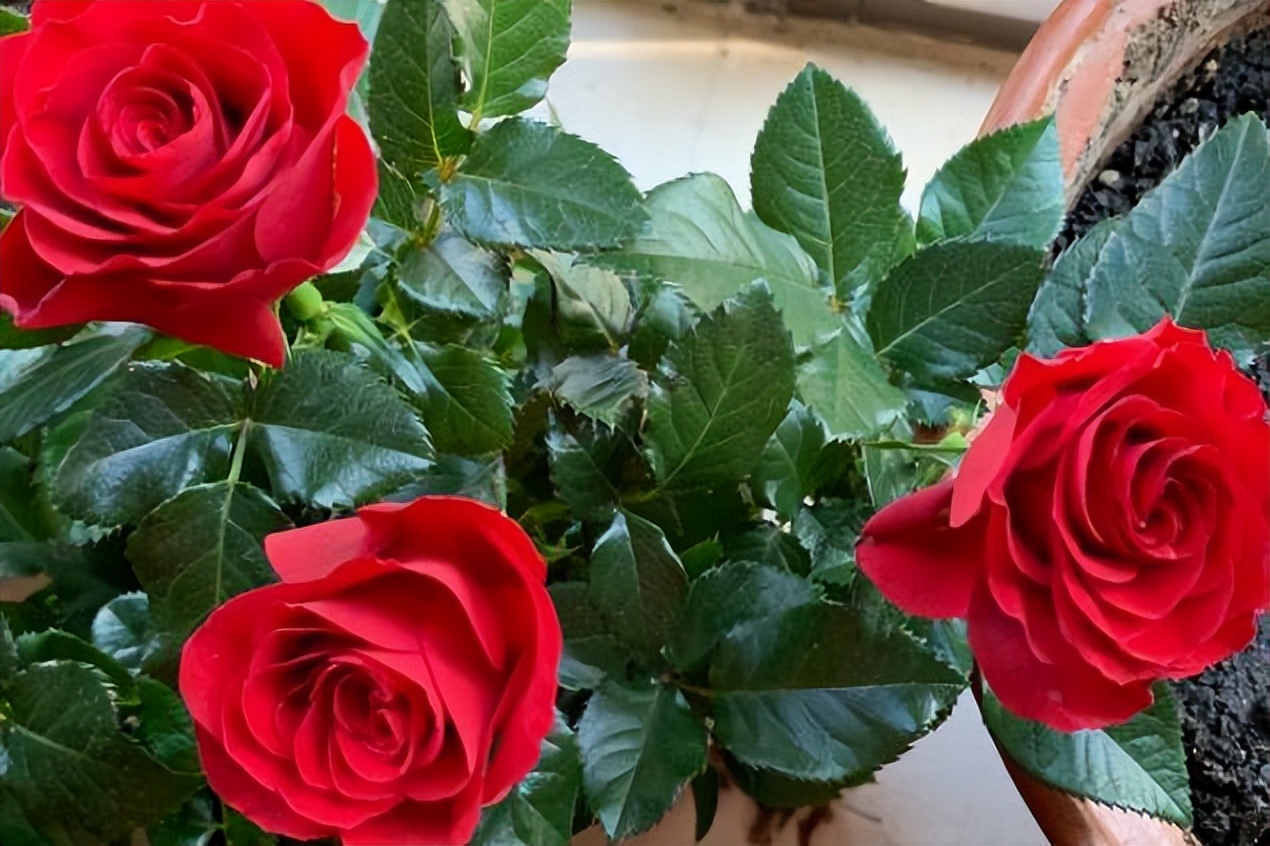 最值得养的大花微月,微月最耐寒好养的品种有哪些