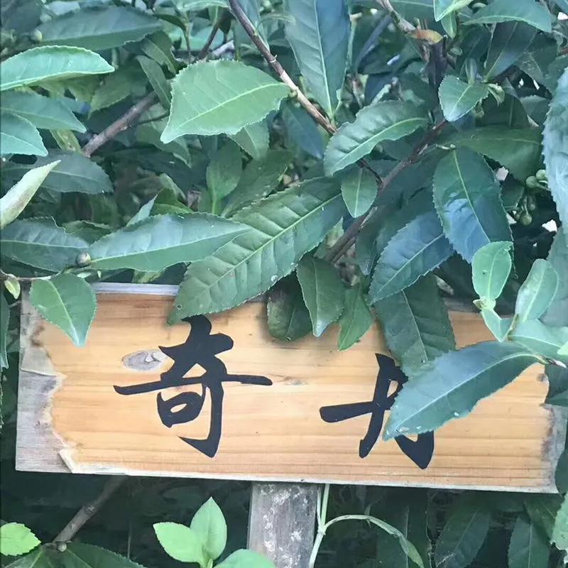 商品大红袍，拼配大红袍，纯料大红袍这都是些啥？