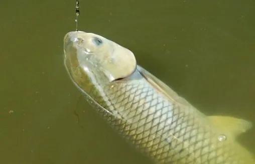 野钓同时钓鲤鱼和草鱼用什么钩好,野钓草鱼钓石头还是沙滩