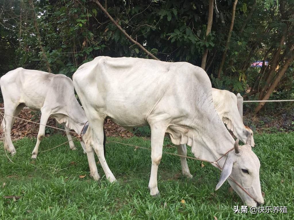 瘦牛怎样能快速养肥啊,怎样可以让瘦牛快速上膘