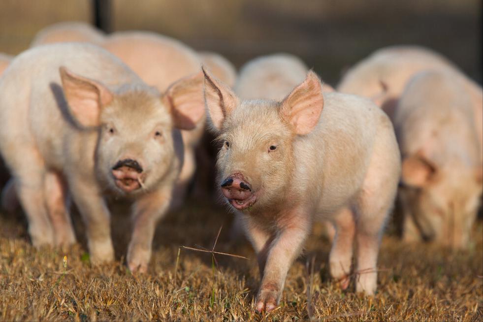 细小病毒猪有什么表现,细小病毒对猪有什么危害