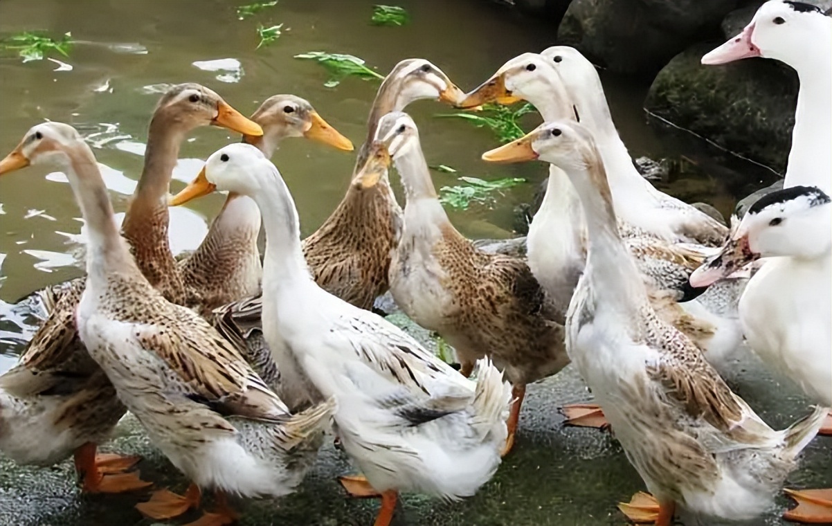 禽医静心谈种鸭螺纹蛋发生的原因鸭子螺纹蛋怎样预防鸭产畸形蛋