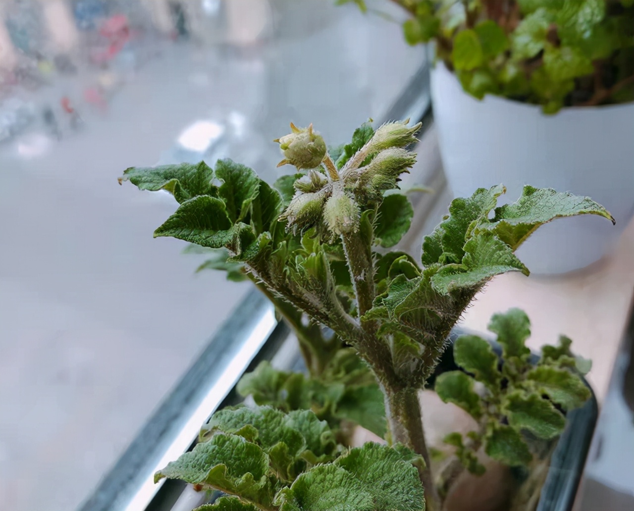 扔在水里就能活的绿植,类似绿萝扔水里就能活的植物