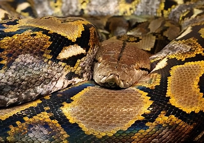 陆地上最大的爬行动物是什么,最大的爬行两栖动物