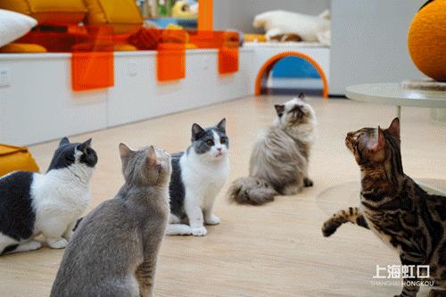 狗道宠物上海嘉定店,狗道宠物百联南方店