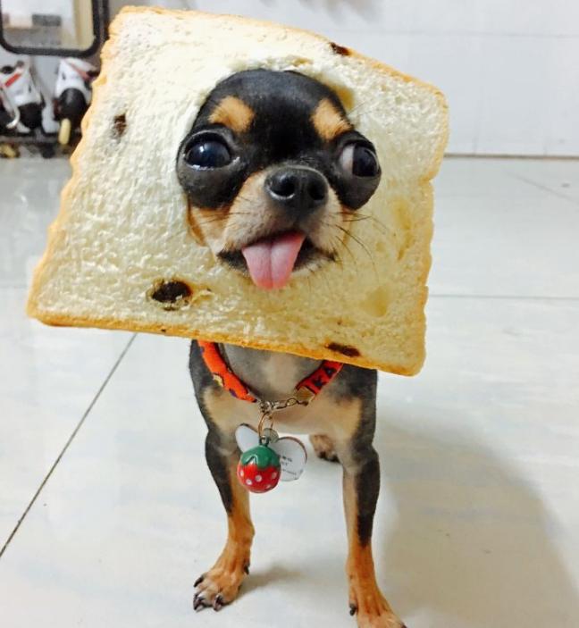 吉娃娃真实的面目,泰迪犬从万人迷变成万人恨