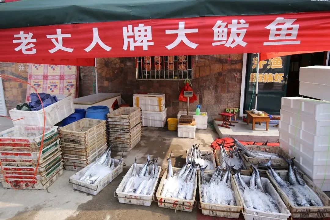 南方马鲛和北方马鲛哪个好吃,山东鲅鱼与南方马鲛鱼哪个好吃