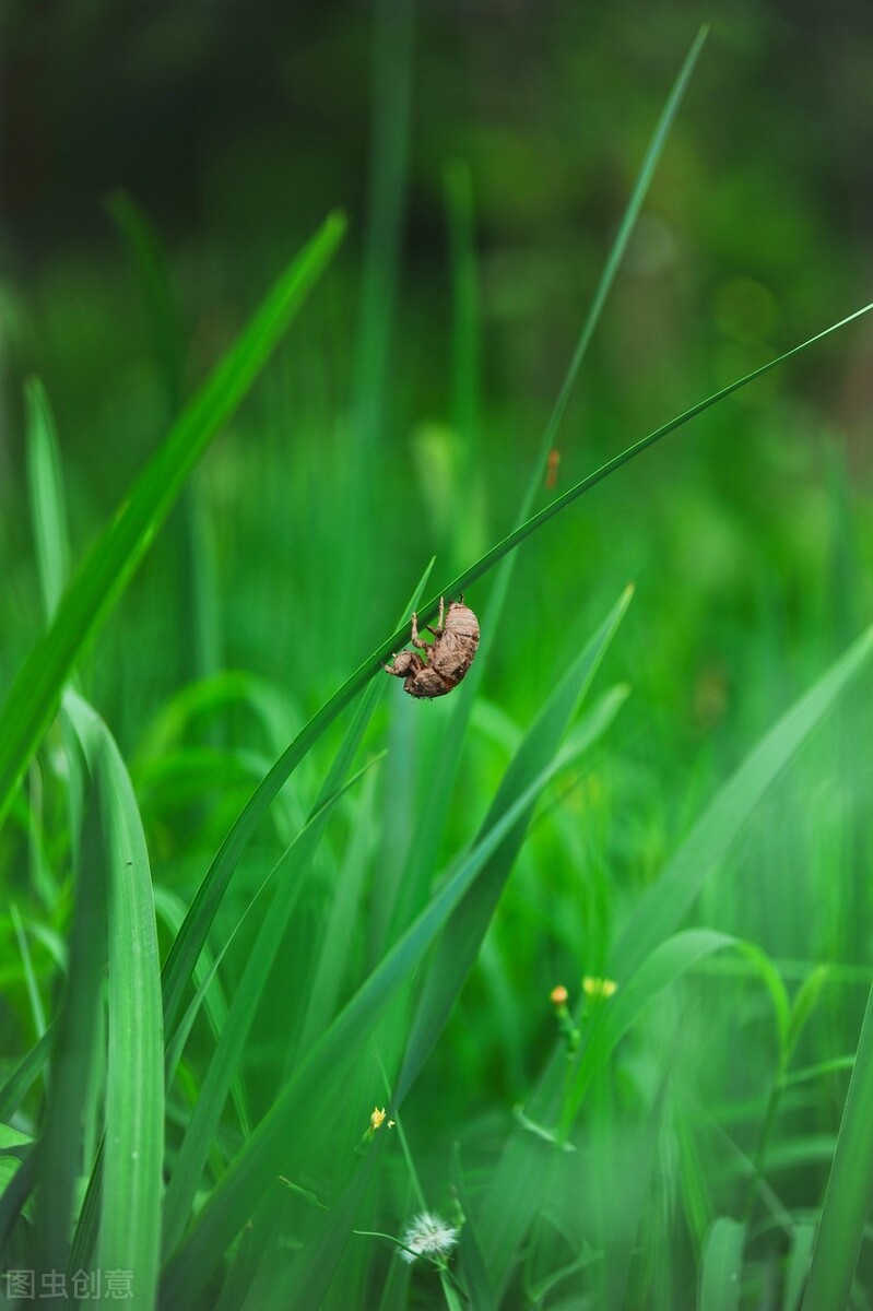 庄稼地里的知了,故乡的知了