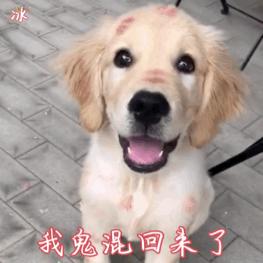 适合家养的狗小型犬温顺,杀伤性大性格温顺的狗有哪些