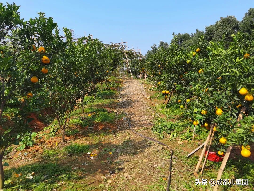 成都温江橘子采摘园推荐10月份,江苏附近橘子采摘园有哪些地方