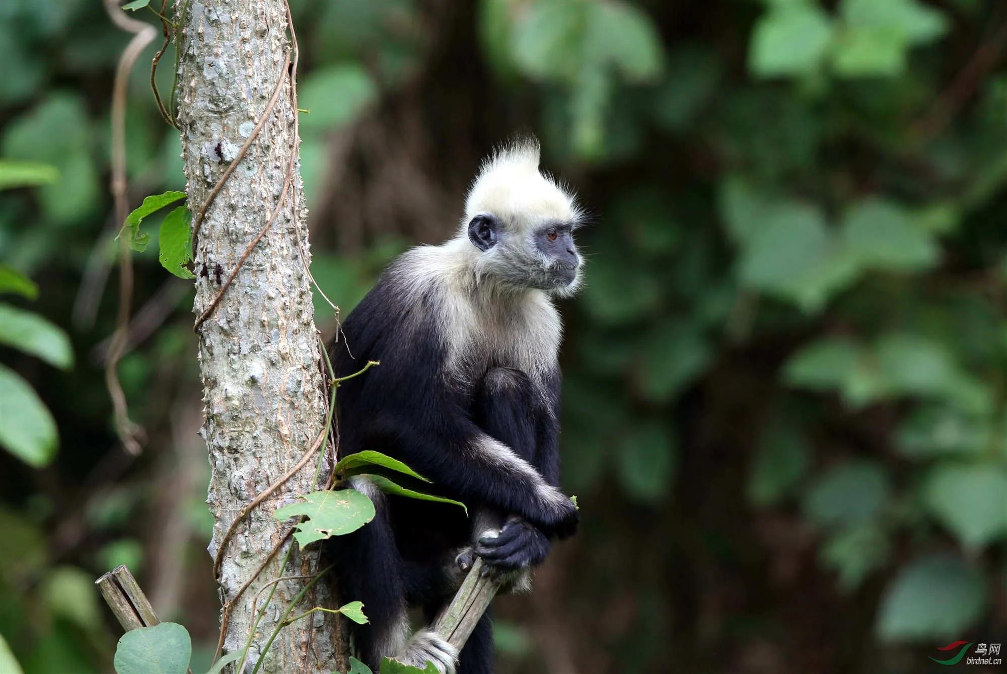 广州长隆野生动物园全部动物,广州长隆野生动物园所有动物介绍