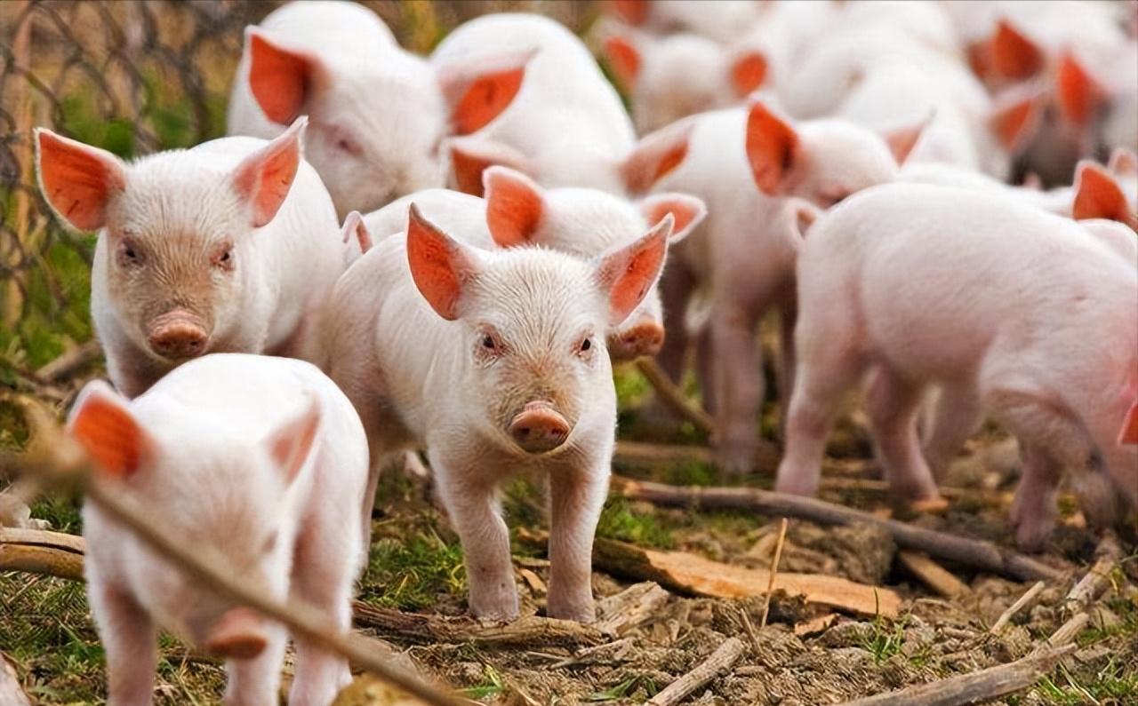 小伙养鹅养鸡上千只大鹅全卖了,养鹅被大雁带走2000只