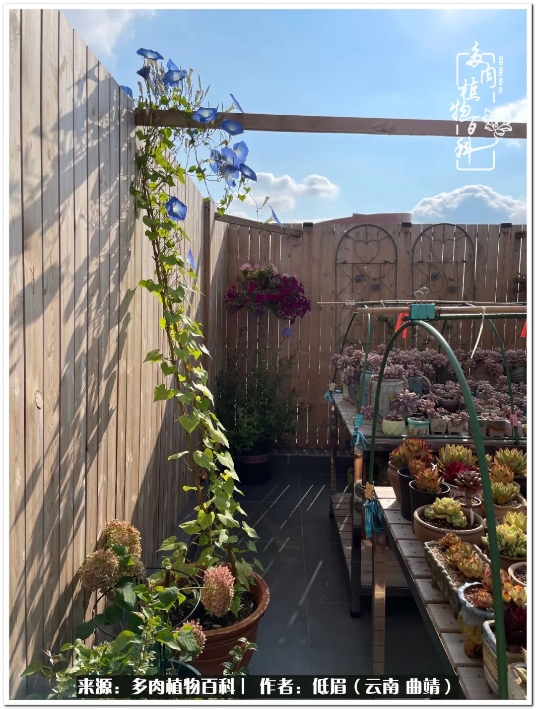 养了七年多肉,养了八年的肉肉终于开花了