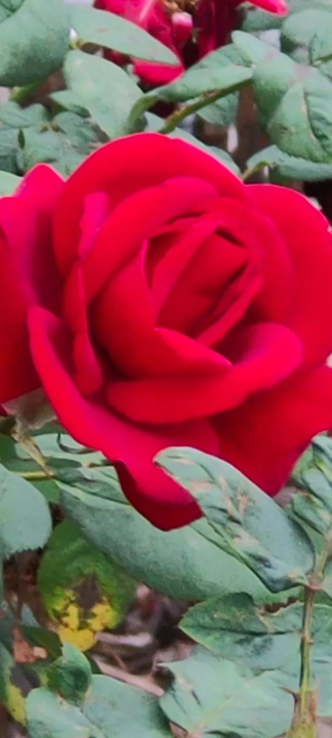 苏州东园园林地址,苏州东园园林简介