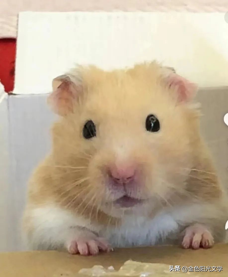 四年级写事优秀作文,四年级必背优秀作文