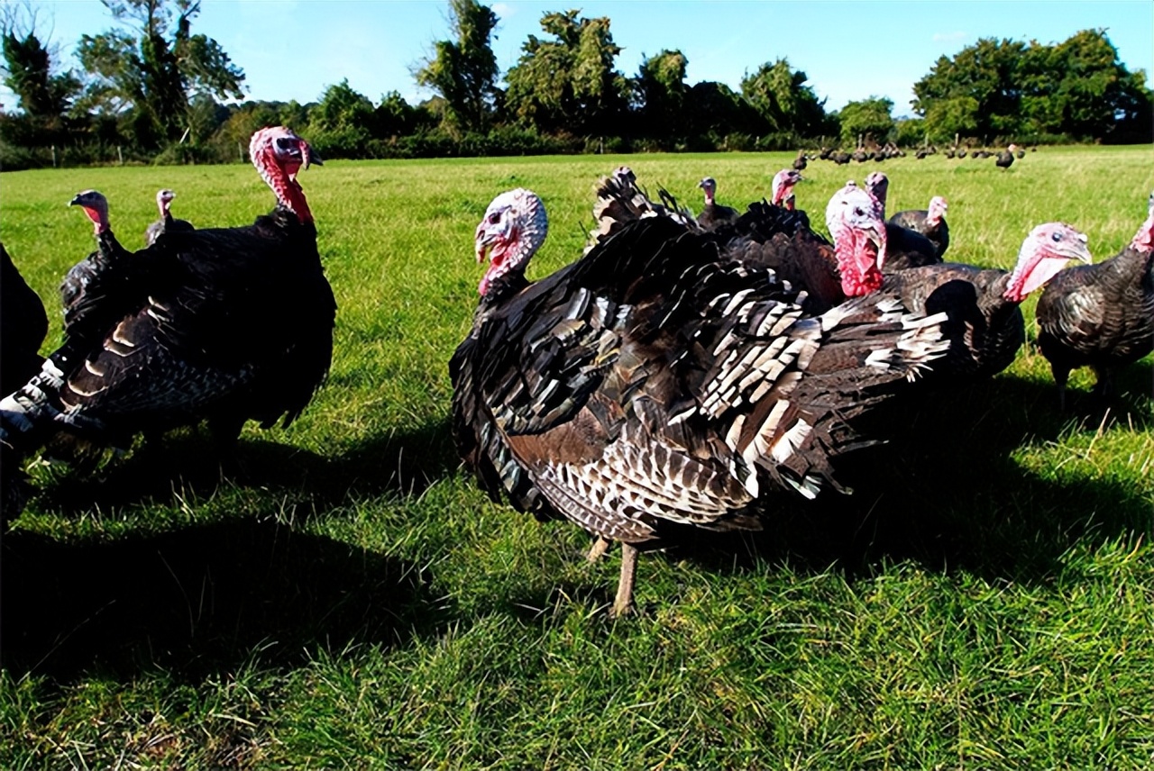 火鸡真的非常难吃英语,火鸡有多难吃解说