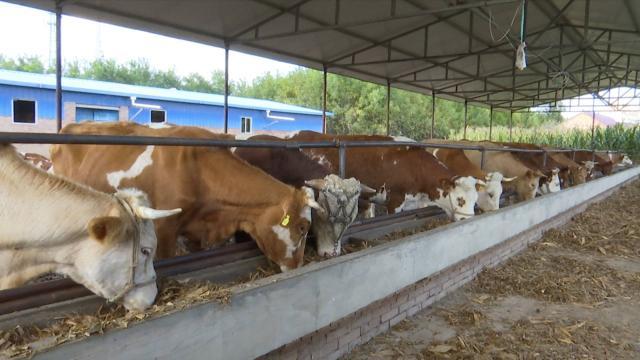 乡村振兴肉牛养殖项目,发展肉牛养殖助力乡村振兴