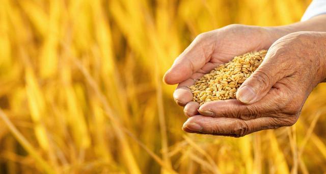 美国给中国出口粮食是真的吗,美国向中国出口粮食多少