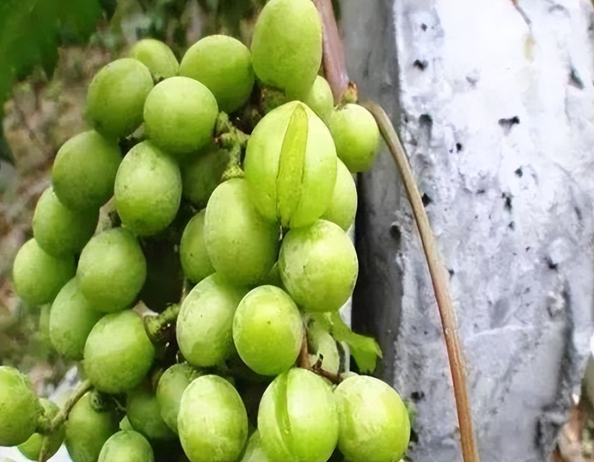 七月份葡萄还会日灼吗,七月葡萄为什么还长穗