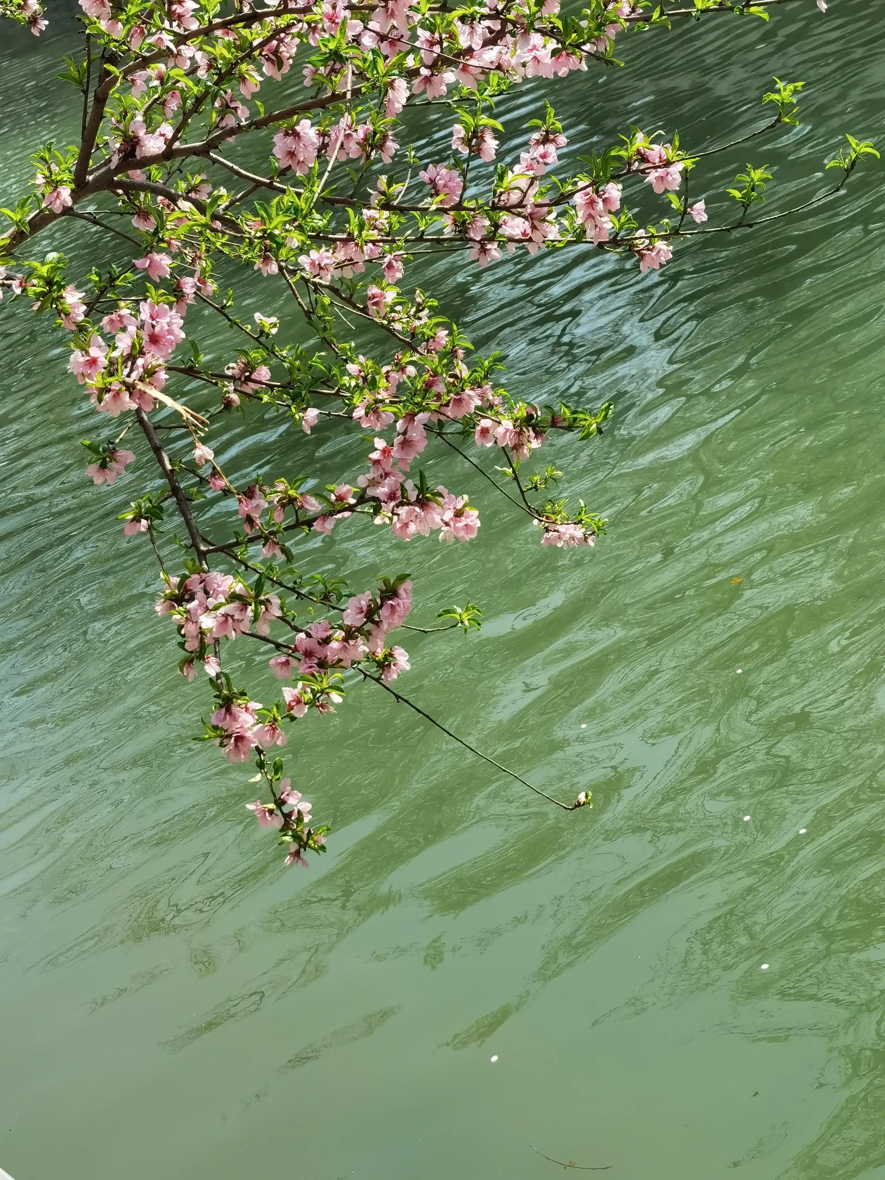 婴语奶声奶气,婴语声音视频