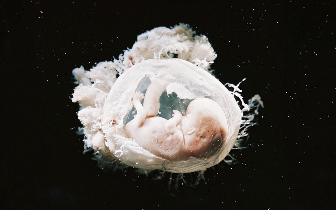 日本人兽杂交实验被允许，这是否违背伦理常纲？是创新还是灾难？