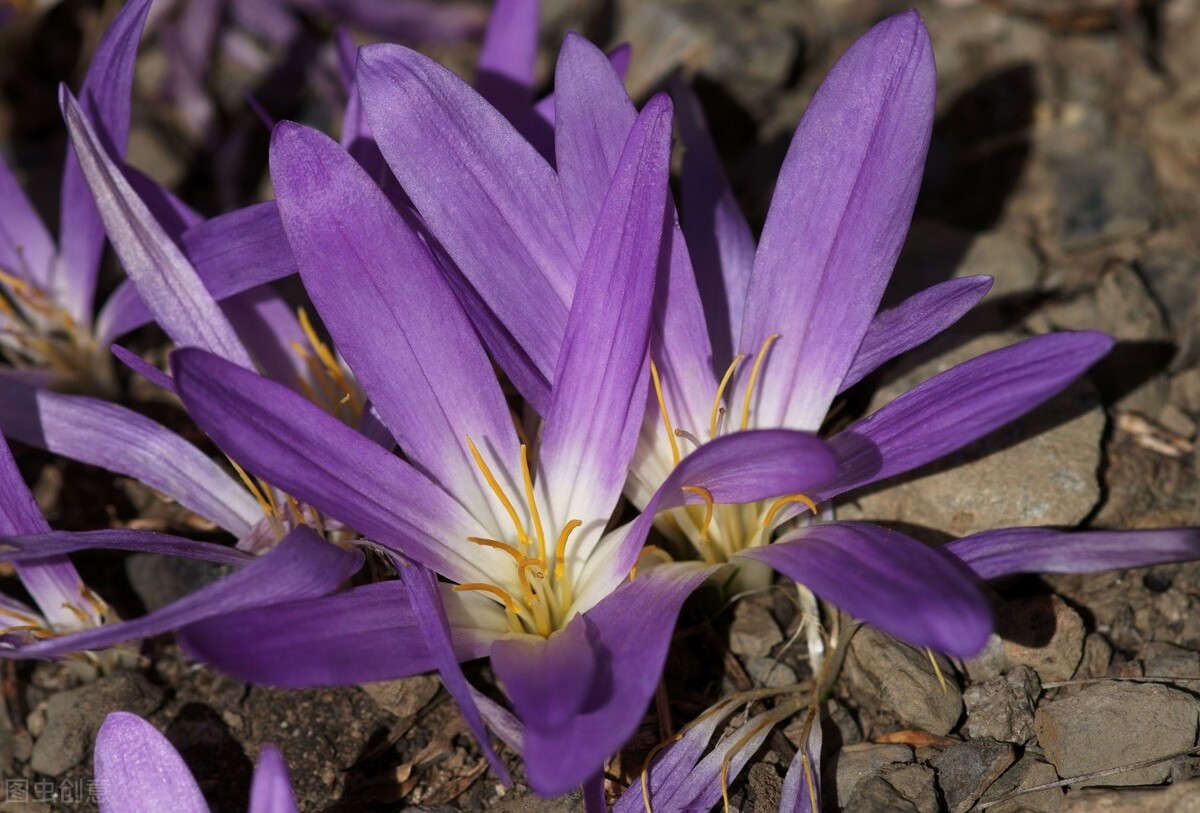晒朋友圈老婆孩子照片唯美的句子,立冬的唯美句子朋友圈高质量句子