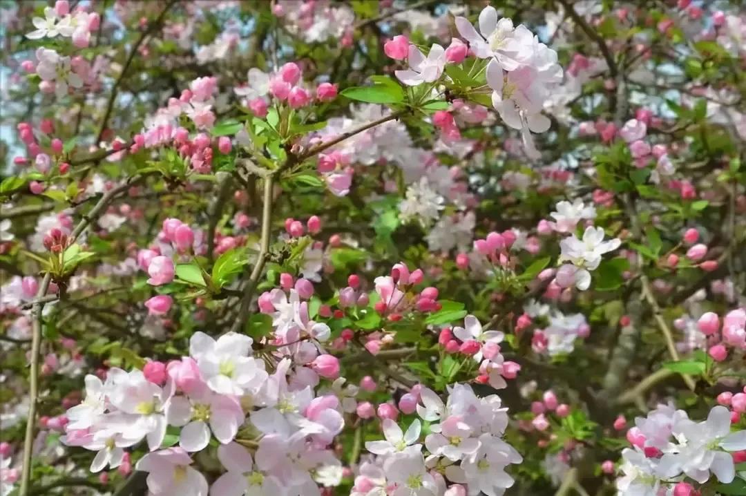 庭院种8棵树风水寓意,8种院子树