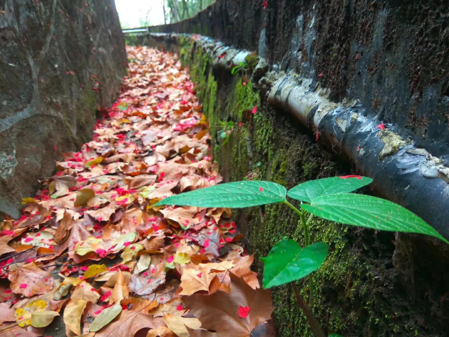 自己做拉拉队花球,自己做拉拉队牌子