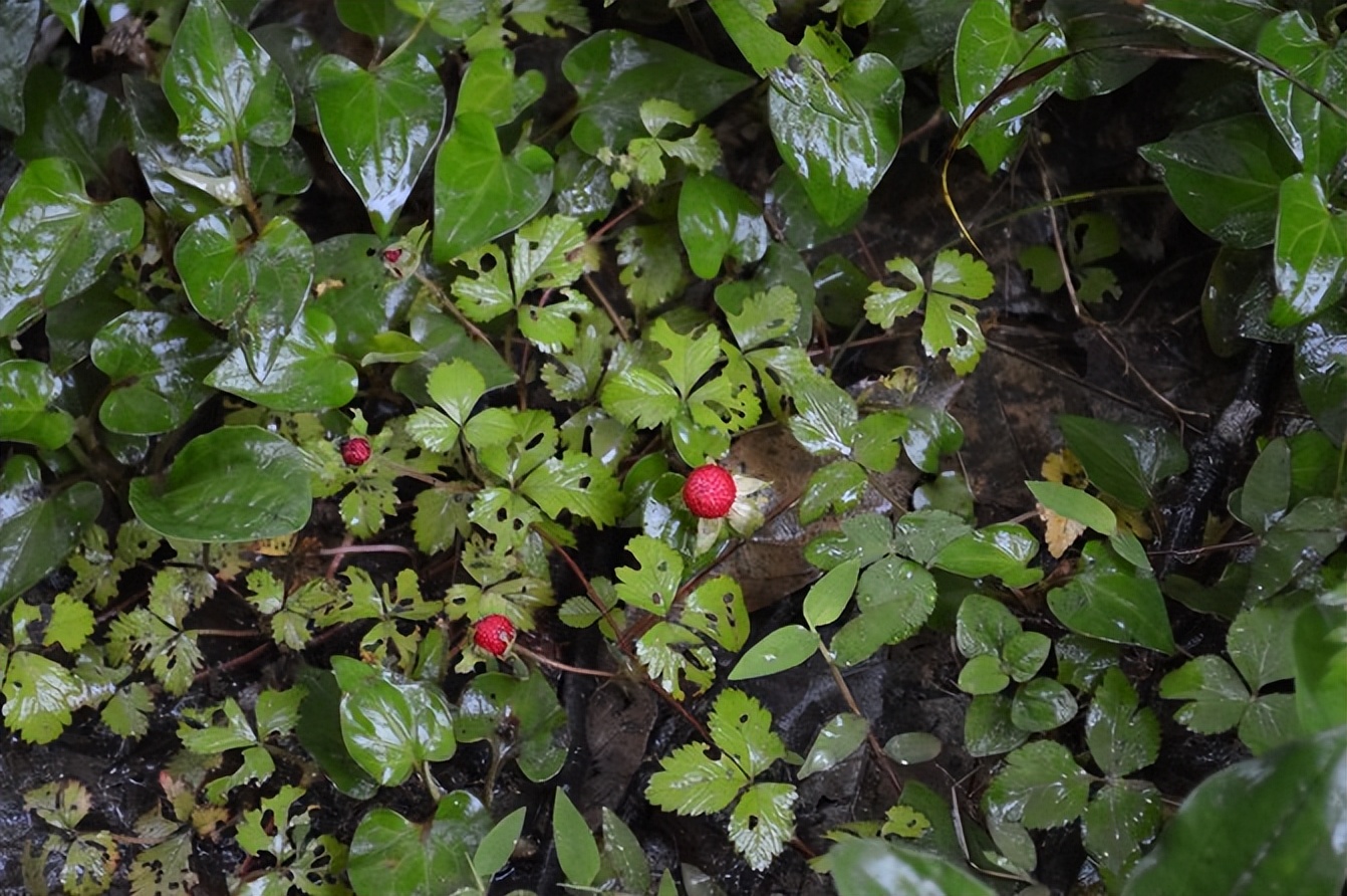 宣恩一座小城,湖北宣恩美丽的小城