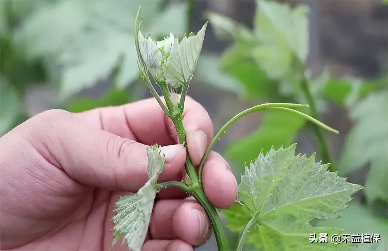 种植葡萄怎么摘心,葡萄摘心的正确方法巨峰葡萄