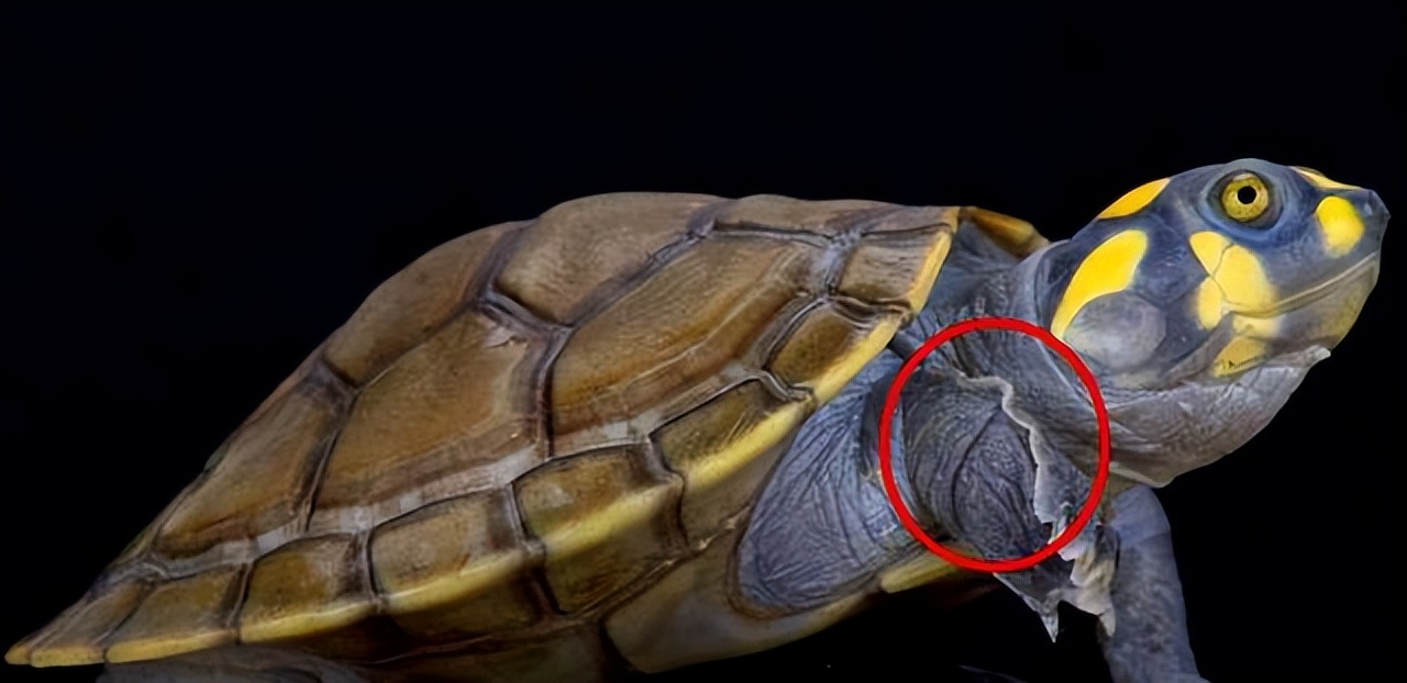 黄头侧颈龟饲养方法,黄头侧颈龟饲养方法文库