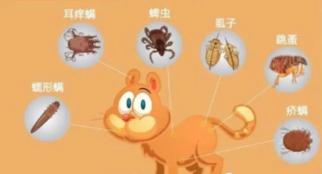 铲屎官注意了，猫咪常见寄生虫汇总，要牢记