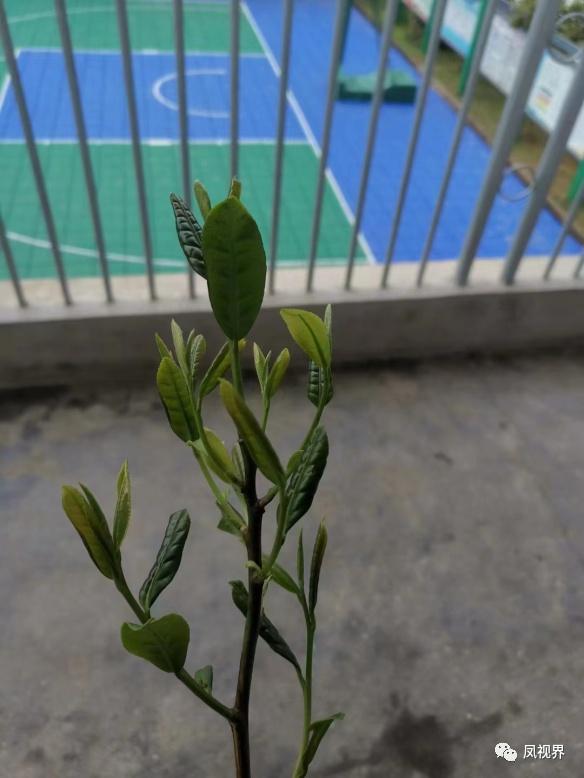 支教最后一周周记,支教老师周记