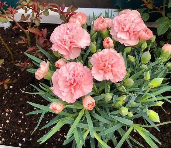 几种常见的花语,常见鲜花习性和花语