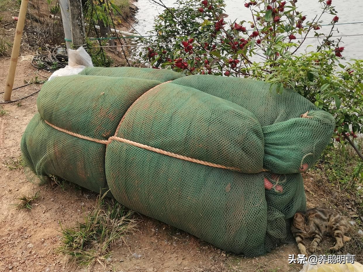 赤壁50亩鱼塘承包费一年要多少钱,25亩鱼塘承包要多少租金