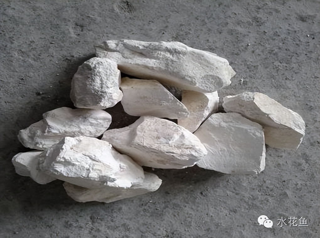 家鱼养殖如何投苗,养殖鱼技术和鱼苗