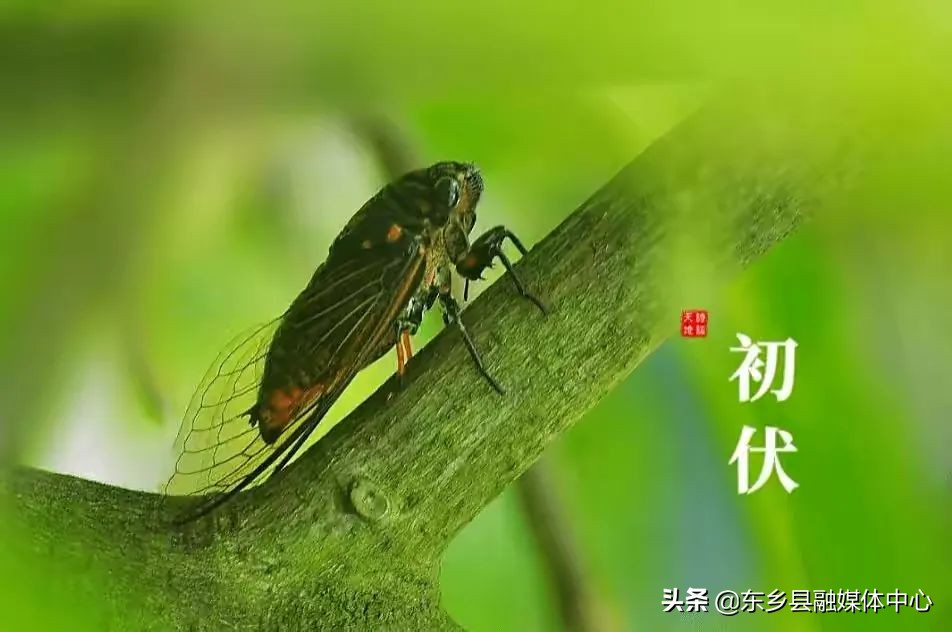 三伏天入伏计算公式,三伏天入伏壁纸