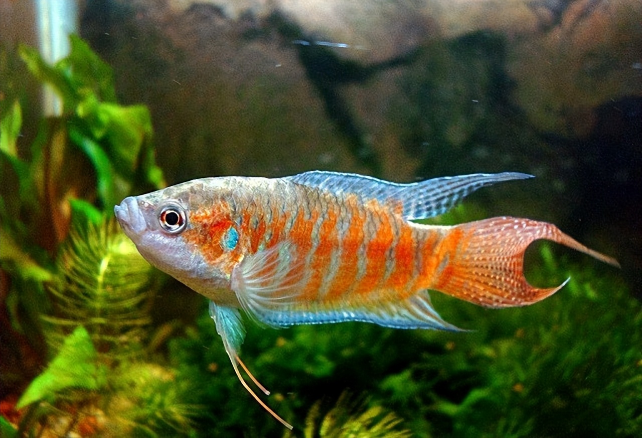 菩萨鱼曾经在农村经常见到，被当*鸡做**鸭零食，为啥现在很少见到？