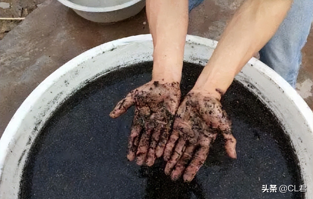 菜青虫的危害症状及防治方法,种菜有青虫用什么药