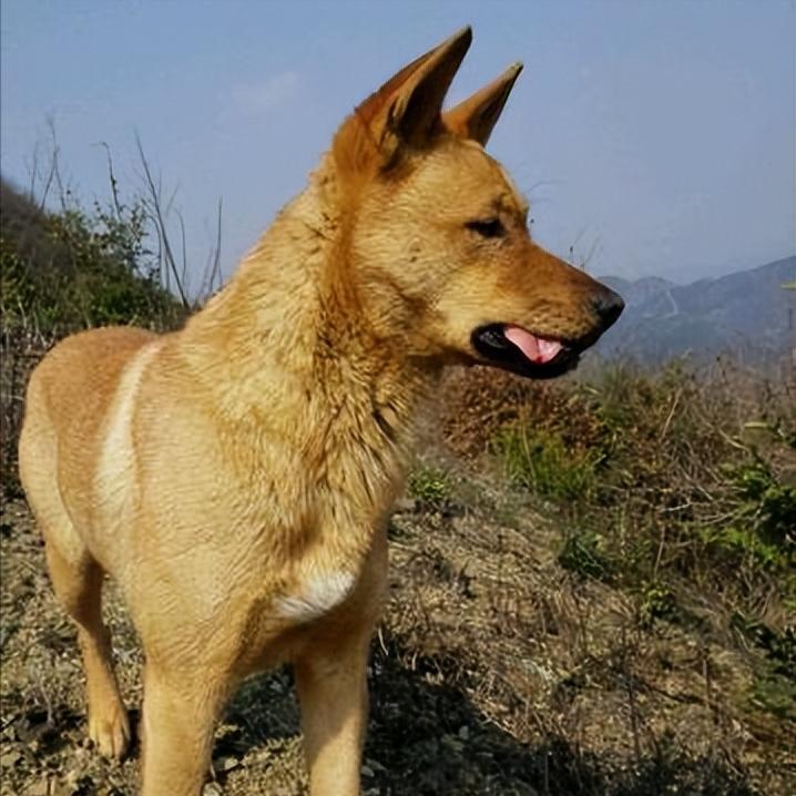 中华田园犬被列入名犬,中华田园犬有什么优点和缺点