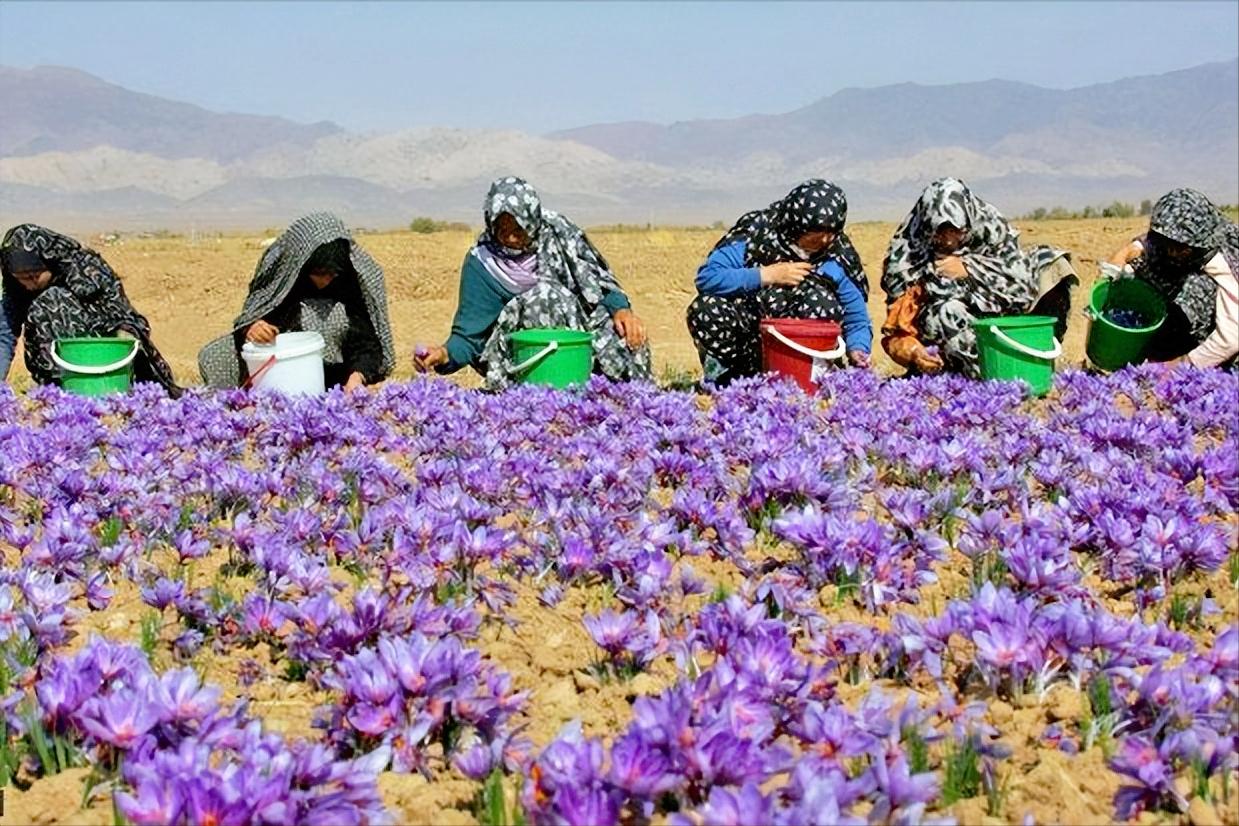 藏红花能种为什么还那么贵,家里自己种的藏红花有那么贵吗