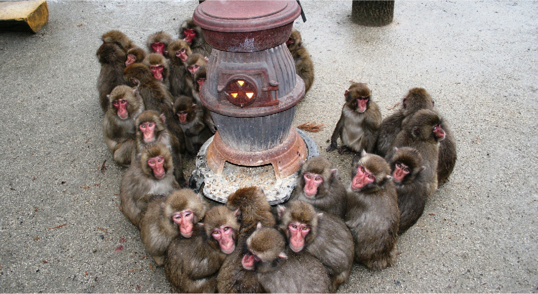 日本母猴称王,日本母猴王现状