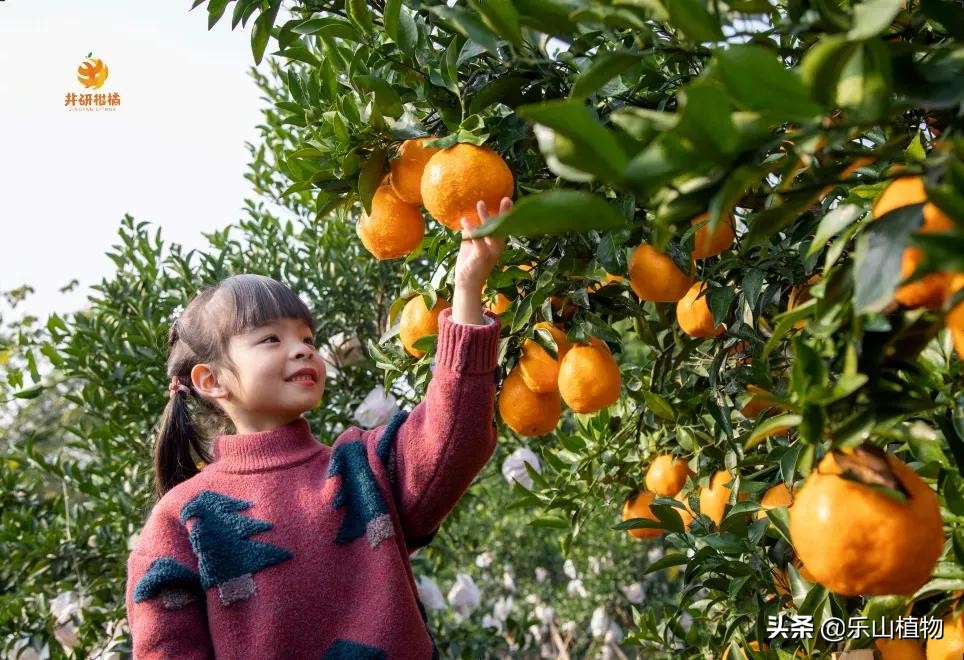 耙耙柑是什么季节口感最好,耙耙柑口感最好的季节