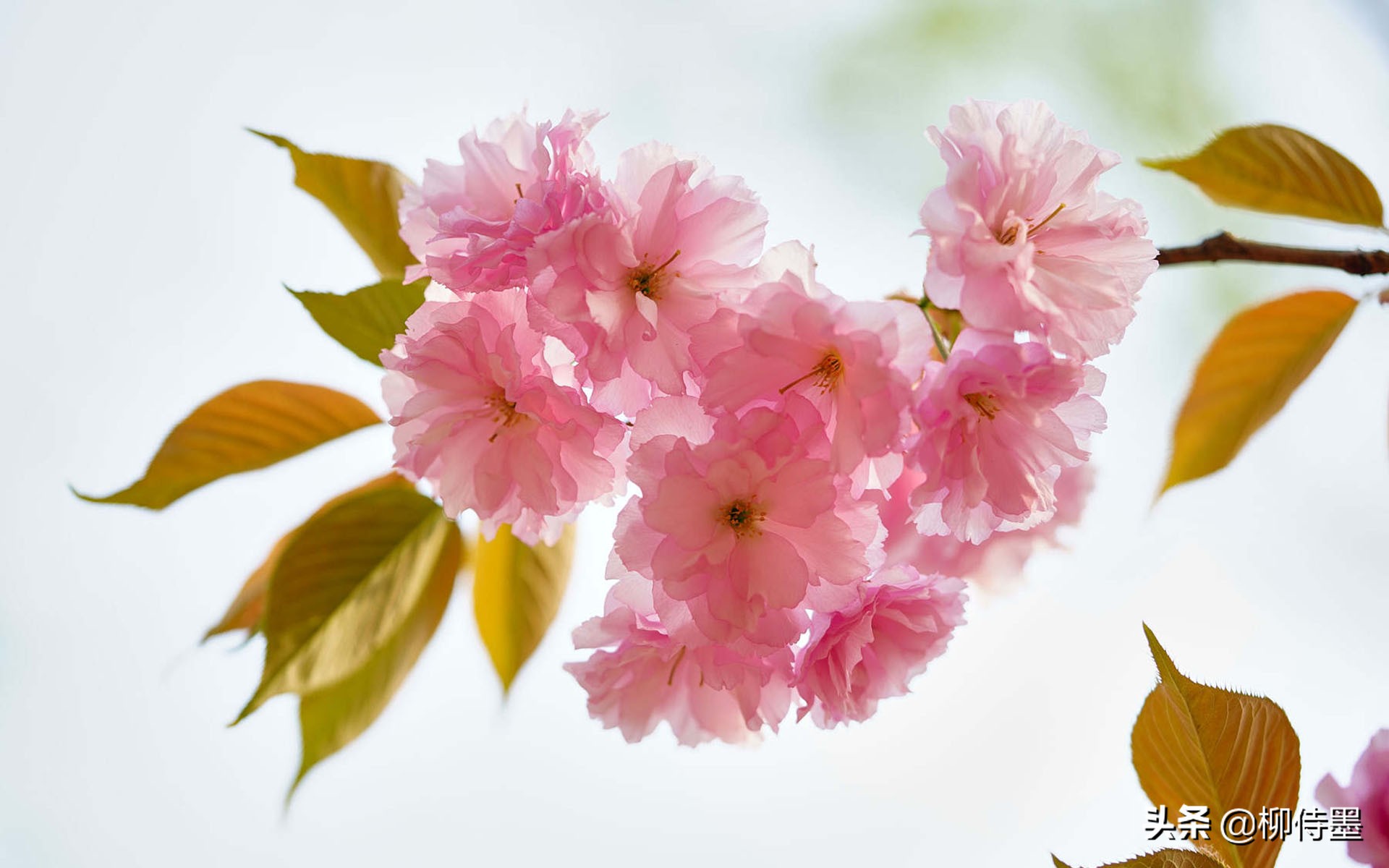 手机摄影照片细节拍摄技巧,手机摄影拍照的五大误区