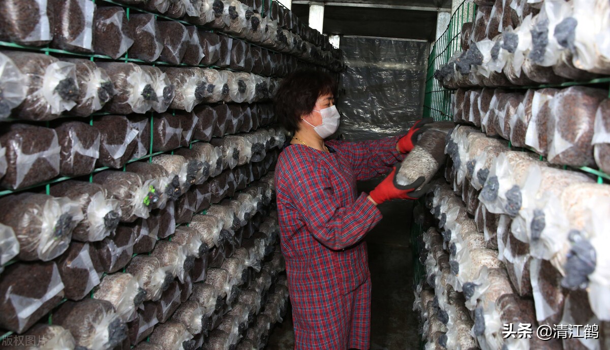 木耳病害图片及治疗方法,黑木耳烂耳怎样防治