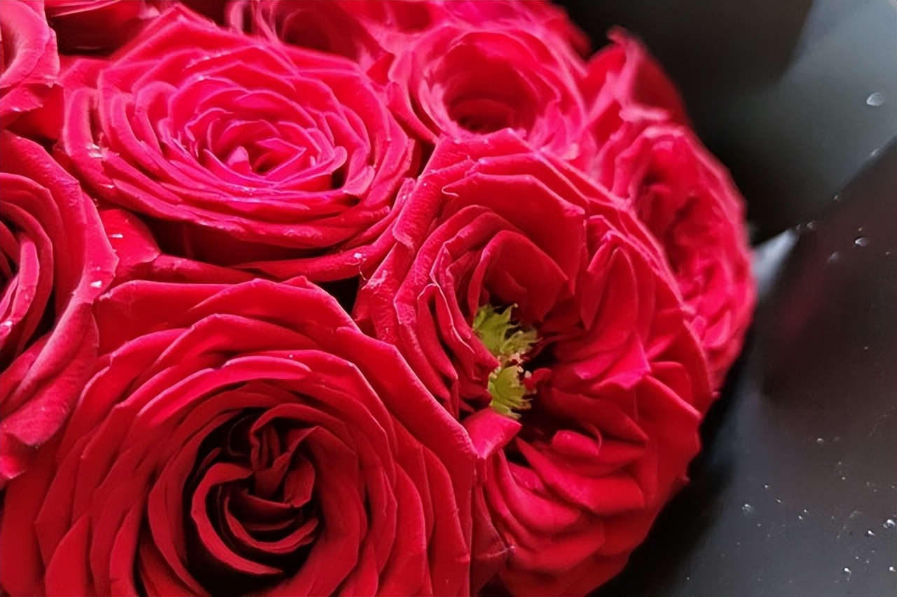 中国各地的市花一览表,中国城市的市花最多的是