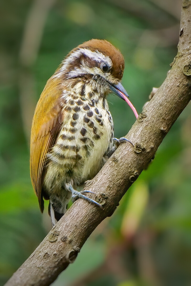 人类最有力的肌肉为什么是舌头,为什么人类最强的肌肉是舌头